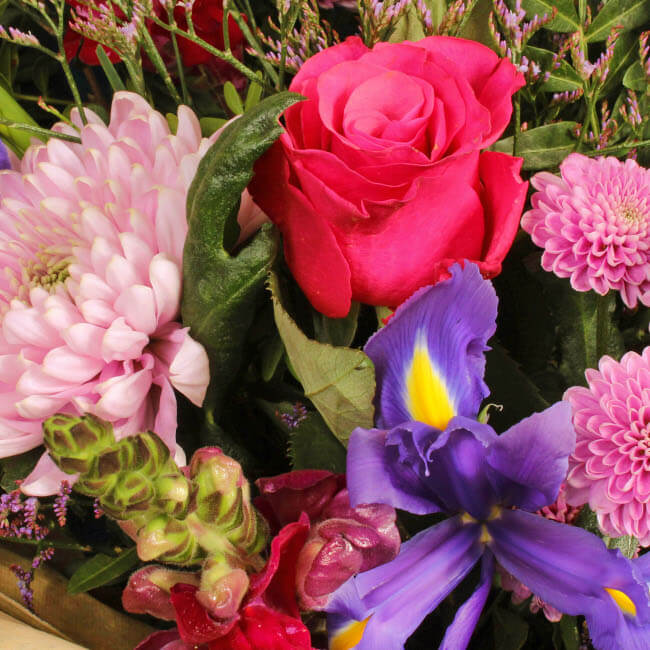 Ziggy-Ziggy - Image 3